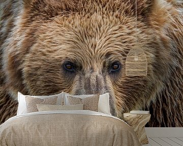 An Eyebaling  Alaskan Coastal Brown Bear by Michael Kuijl