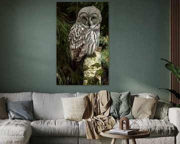 Hibou de Laponie