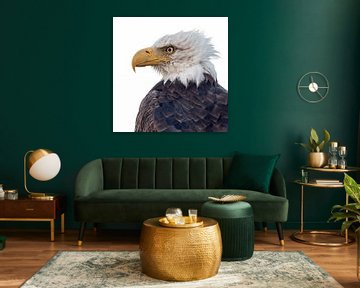 Bald eagle Portrait sur Menno Schaefer