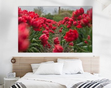 Tulpenveld van Stephan Scheffer