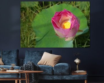 Lotusbloem ontwaakt, roze Lotus bloem in het groen