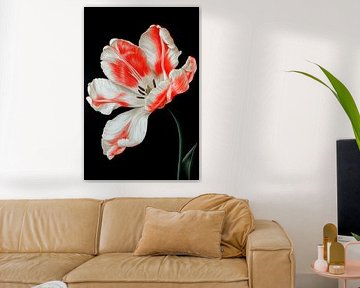 Tulipe en fleur