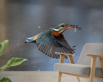 Hab ich dich! Eisvogelweibchen mit einem Fisch!