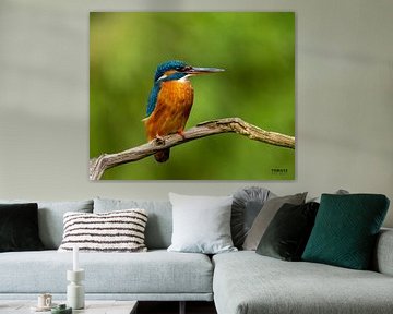 Ijsvogel op een Tak van Tomasz_best_shots