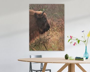 Wisent van de zijkant van Andre Bolhoeve