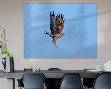 Common buzzard in flight by Teresa Bauer