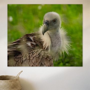 Large imposing Vulture