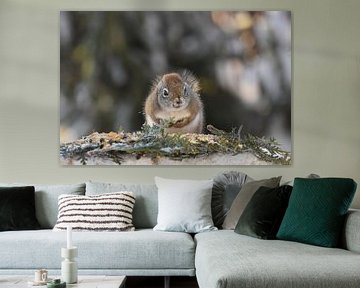 A red squirrel in winter by Claude Laprise