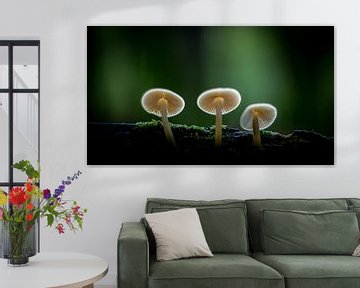 Paddenstoelen van Gerrit Bikker