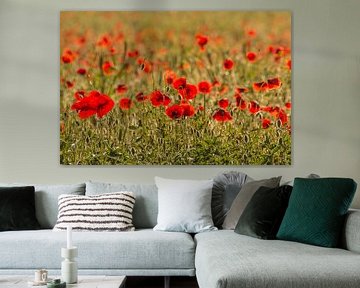 Poppies by Katrin Engl