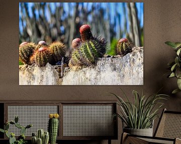 Een cactus in het Washington Slagbaai Nationaal Park op Bonai van Andreas Völkel