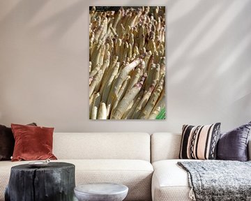 Asperges van Richard Wareham