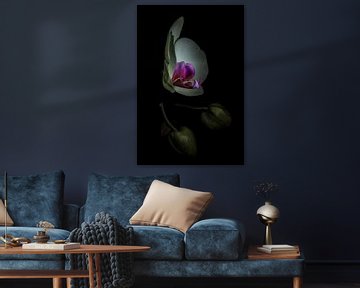 Orchidee van Willem  Bentink