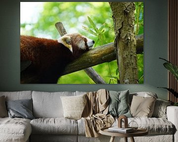 Ruhender Roter Panda