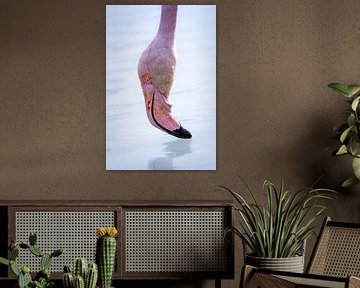 Flamingo in close-up van Beeldpracht by Maaike