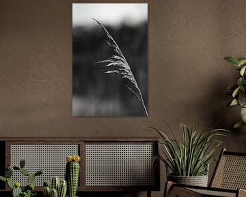 Reed