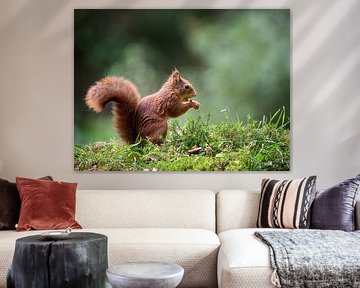 Squirrel enjoying its nut