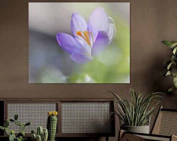Krokus in den Niederlanden von Karen de Boer