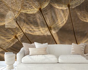 Warm shades of brown: Light falls on fluff of a Tragopogon (Morning Star) by Marjolijn van den Berg