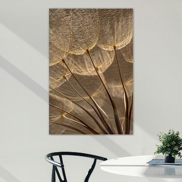 Warme bruintinten: Het licht valt op pluisjes van een Tragopogon (Morgenster) van Marjolijn van den Berg