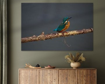 Kingfisher on branch by Paul Kuneken