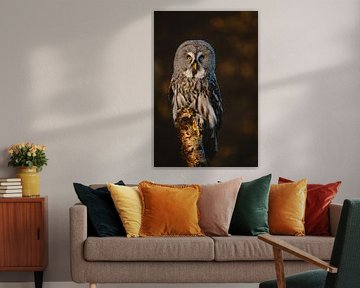 Lapland owl