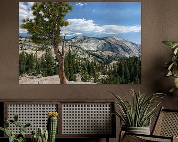 Jeffrey Pine and Clouds Rest from Olmsted Point, Yosemite Park by Patricia Hofmeester