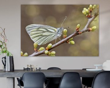 Butterfly cabbage white butterfly