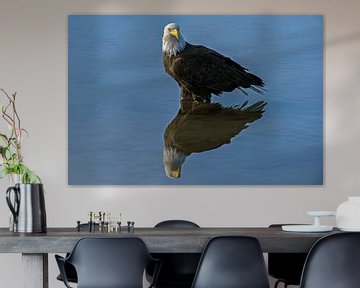Aigle à queue blanche d'Amérique avec reflet dans l'eau sur Michael Kuijl