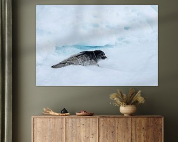 Des yeux de fouine sur la glace sur Gerry van Roosmalen