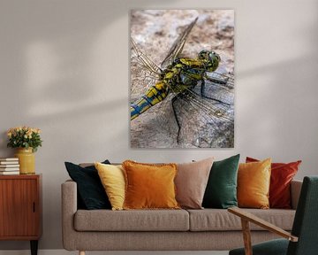 terminator dragonfly