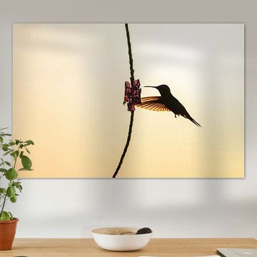 Tanz des Kolibris Elegante Silhouette im Abendlicht von Femke Ketelaar