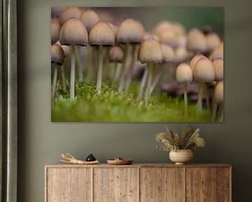 Champignons