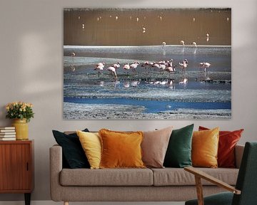 Laguna Hedionda : flamants roses en plein repas sur Frank Photos