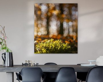 Fête Bokeh dans la forêt