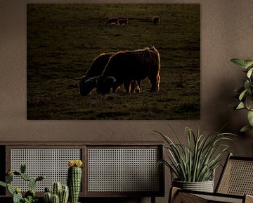 Schotse Hooglanders in avondlicht van Gert van Eck