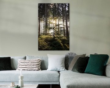 Magie im Kiefernwald: Ein junger Kiefernbaum in Sonnenstrahlen und Nebel