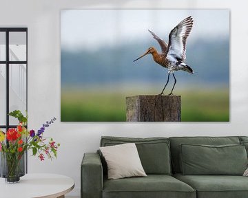 La Barge à queue noire en pleine gloire : une scène typiquement hollandaise