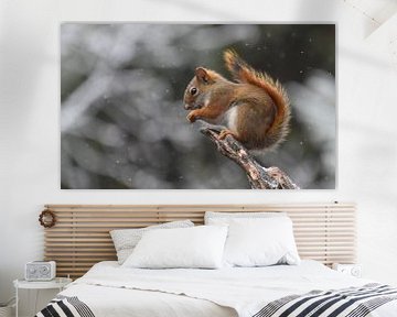 A red squirrel in the trap by Claude Laprise