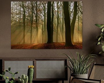 Lichtspel in herfstbos van Gert van Eck