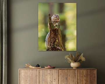 Sibirisches Erdhörnchen: Ein Moment der Stille in der Natur von Hevonax Photography