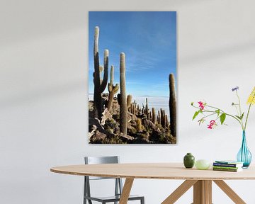 Giant cacti on Incahuasi Island, Bolivia