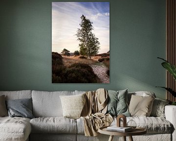 Übergang von der Heide zur Sanddrift: Ein Baum in der ersten Glut des Tages von Hevonax Photography