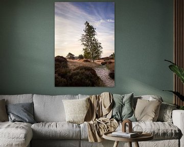 Overgang van Heide naar Zandverstuiving: Een Boom in de Eerste Gloed van de Dag van Hevonax Photography