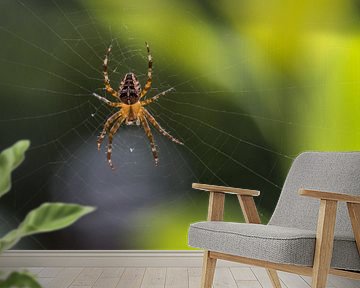 De herfst is begonnen voor deze spin van Cilia Brandts