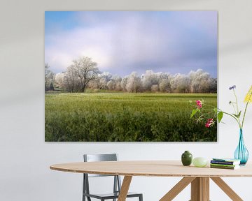 Winterlandschap met bomen bedekt met vorst van ManfredFotos