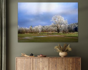 Winterlandschap met bomen bedekt met vorst van ManfredFotos