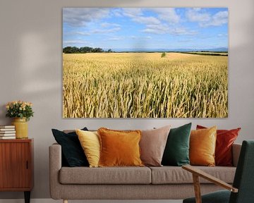 A wheat field in summer by Claude Laprise