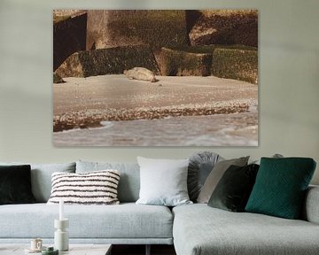 Phoque commun se reposant sur la plage de Scheveningen sur Anne Zwagers