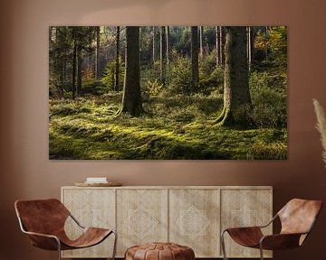 Betoverend Boslandschap in België: Een Moment van Natuurlijke Sereniteit van Hevonax Photography